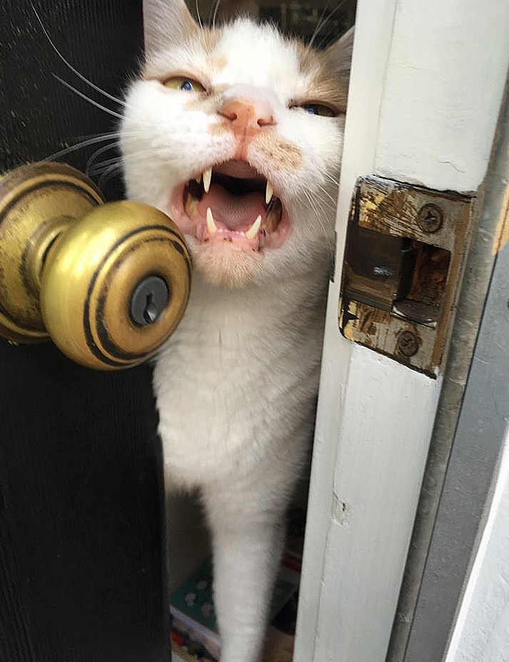 Cat resting at home in West Seattle