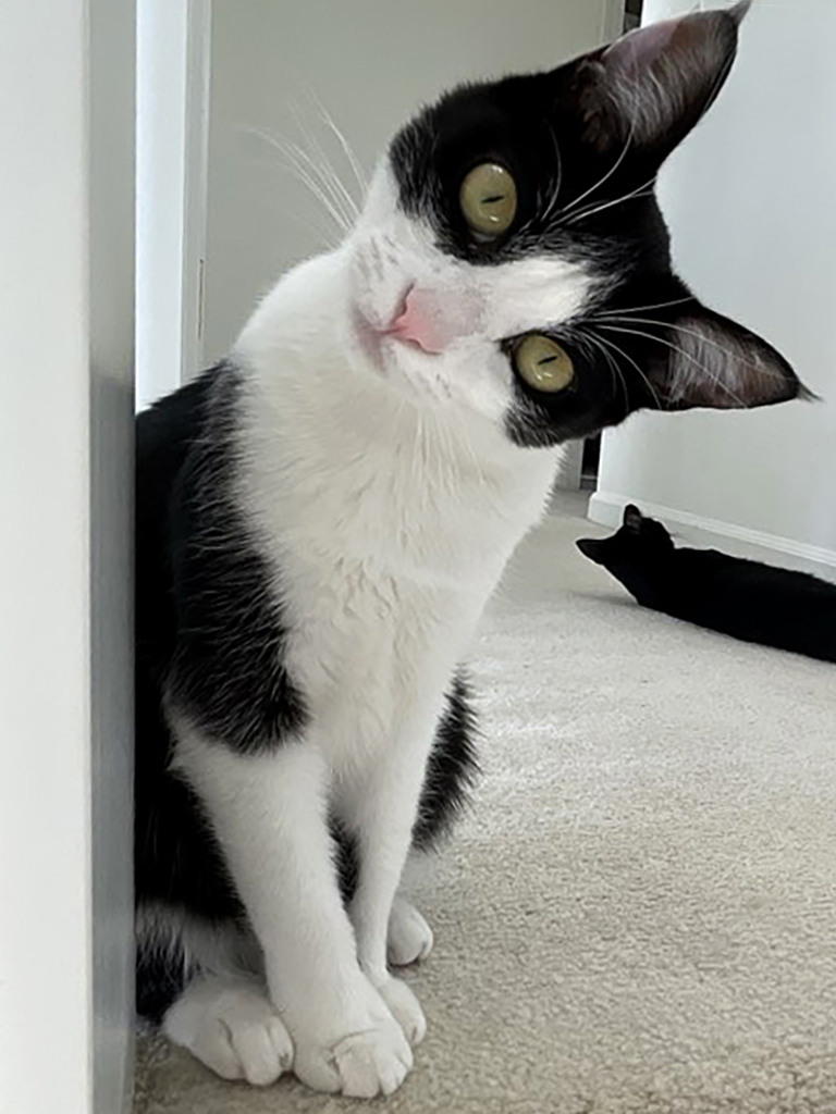 Cat resting at home in West Seattle